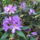 Rododendronviragok-002_193844_66805_t