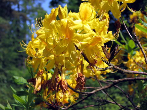 Rododendron-virágok