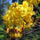 Rododendronviragok-003_193839_13067_t