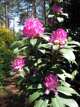Rododendron-virágok