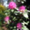 Rododendron-virágok