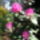 Rododendronviragok_193841_87034_t