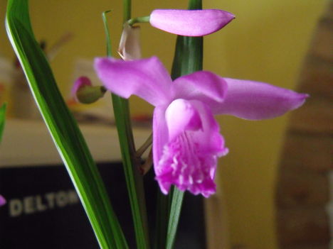 télálló orchidea