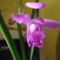 télálló orchidea