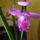 Telallo_orchidea_1093437_7365_t