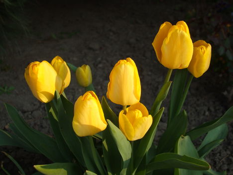  tulipán