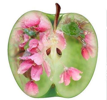 Tudom,az almafák sírnak...:Dáma Lovag Erdős Anna