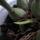 Bulbophyllum_echinolabium_1__20150714_1942370_7697_t