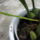 Bulbophyllum_echinolabium_2__20150726_1942371_1569_t