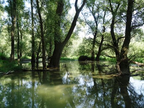 Kisbodak, az Öreg-szigeti belső tó a hullámtéri vízpótlórendszerben, 2015. augusztus 07.-én