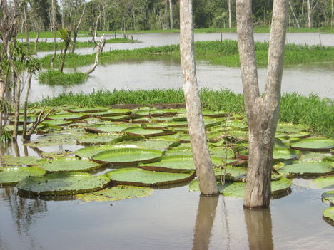 Victoria Regia, ahol az óriás levelű vizi liliomok élnek