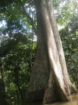 Amazónia 1