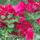 Bougainvillea__murvafurt_1943988_4513_t