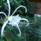 Hymenocallis, - pókliliom