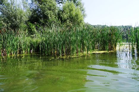 Ördögszigeti-tó Dunakiliti, A szigetközi hullámtéri vízpótlórendszer, 2015. auguszus 6.-án