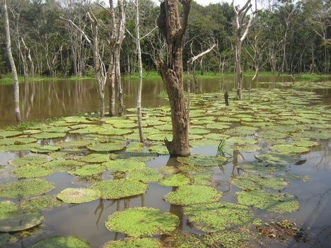 Victoria Regia, Amazonas állam, Brazília