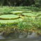 Victoria Regia, Amazonas állam, Brazília