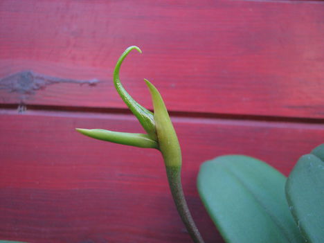 Bulbophyllum echinolabium (3.) - 2015.09.01.