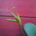 Bulbophyllum_echinolabium_3__20150901_1945695_5543_t