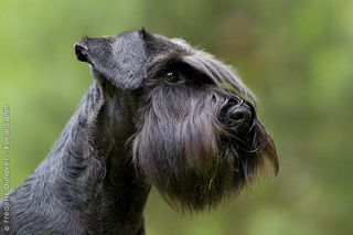 miniature_schnauzer_0006_phototheque