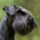 Miniature_schnauzer_0006_phototheque_1946168_2922_t