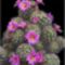 Virágzó kaktuszok (10)