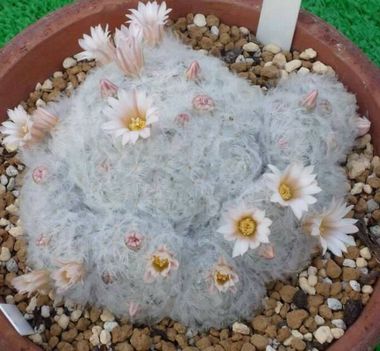 Virágzó kaktuszok (13)