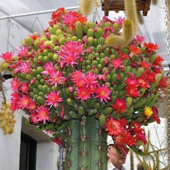 Virágzó kaktuszok (15)