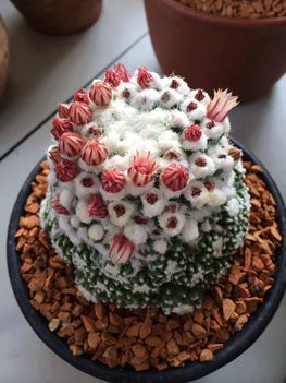 Virágzó kaktuszok (19)