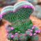 Virágzó kaktuszok (20)