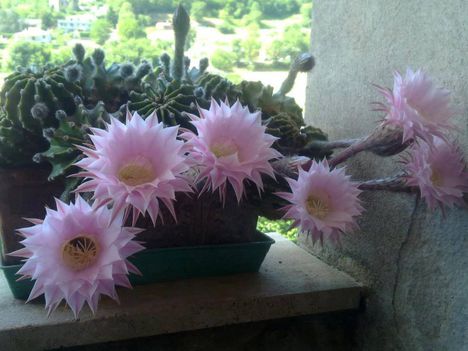Virágzó kaktuszok (24)
