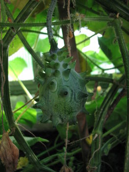 Kiwano, vagy tüskés uborka (Cucumis metuliferus)