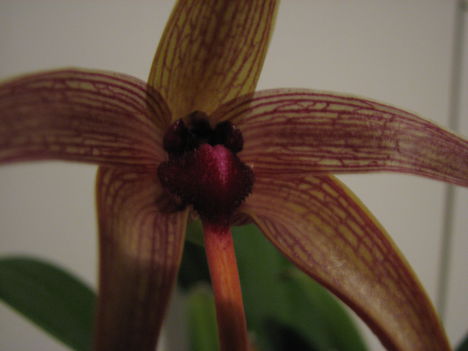 Bulbophyllum echinolabium (4.) - 2015.09.16.