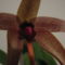 Bulbophyllum echinolabium (4.) - 2015.09.16.