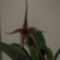 Bulbophyllum echinolabium (5.) - 2015.09.16.