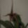 Bulbophyllum_echinolabium_5__20150916_1948347_6668_t
