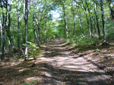 P1170366 Varbóc felé az erdőn át