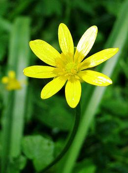 443px-Ranunculus_ficaria_Flower_closeup