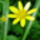 443pxranunculus_ficaria_flower_closeup_1940803_6555_t