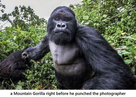 A pofontosztó gorilla