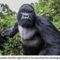 A pofontosztó gorilla