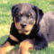 american-rottweiler-puppy