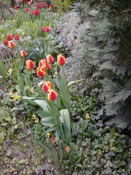 délceg tulipánok