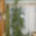 Dracena_1094106_4825_t