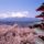 fuji-japan-cherry-blossoms-and-mount