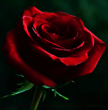 Idámnak vörös rózsa köszönet