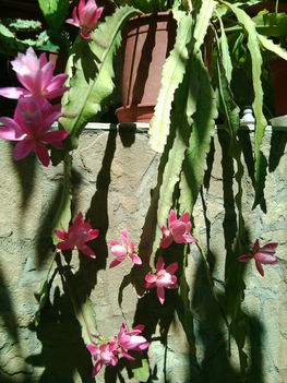 Májusi kaktusz rózsaszín