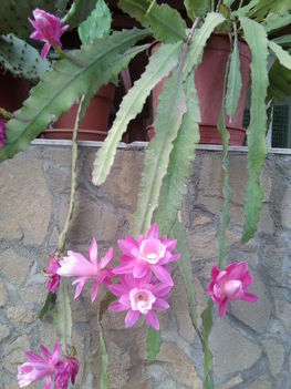 Májusi kaktusz rózsaszín