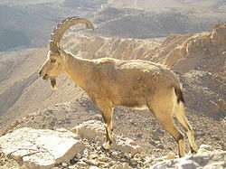 núbiai kőszáli kecske 1