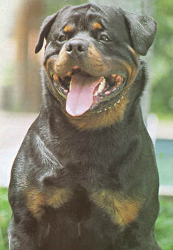 Rottweiler-1